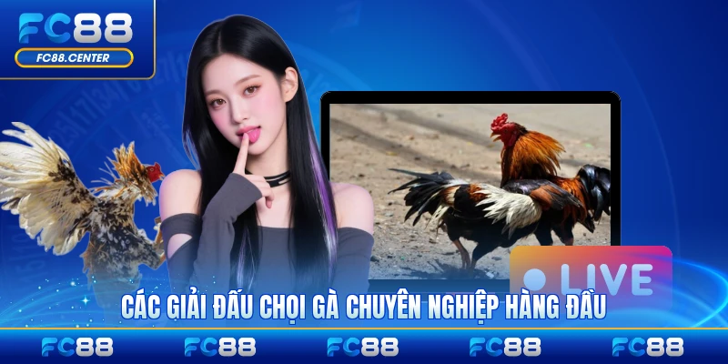 Các giải đấu chọi gà chuyên nghiệp hàng đầu uy tín nhất