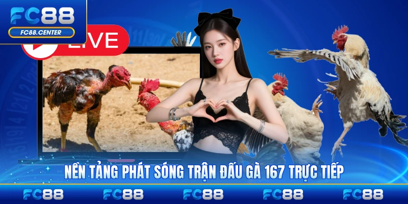 Nền tảng phát sóng trận đấu gà 167 trực tiếp hiện nay