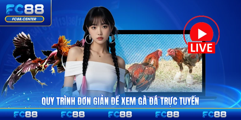 Quy trình đơn giản để xem gà đá trực tuyến nhanh chóng